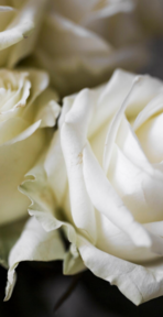 Bestattungen Orlob – Trauerbegleiter & Bestatter