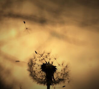 Bestattungen Orlob – Trauerbegleiter & Bestatter